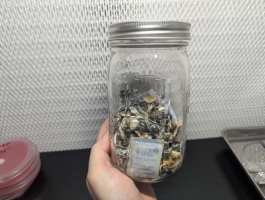 dehydrate mushrooms for long term storage