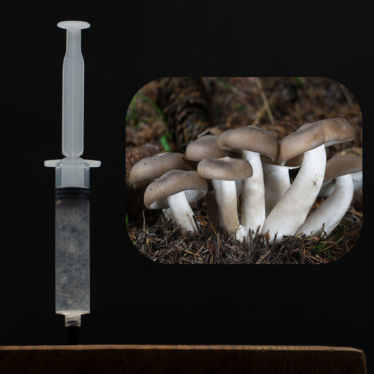 Fried Chicken Mushroom Liquid Culture Syringe