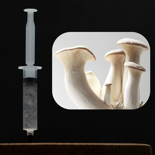 King Oyster Mushroom Liquid Culture Syringe