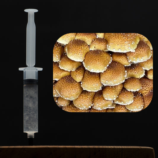 Chestnut Mushroom Liquid Culture Syringe