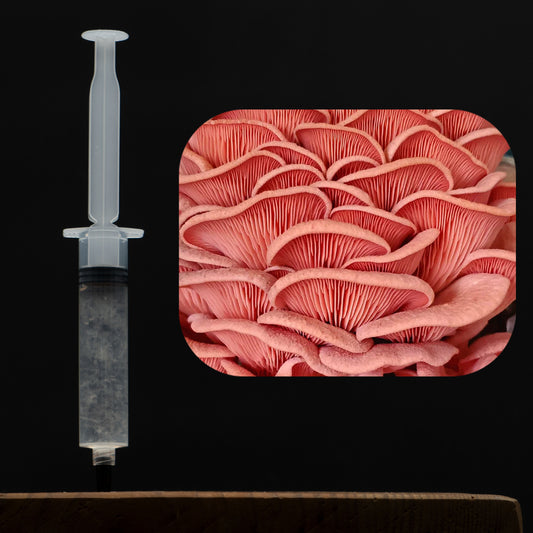 Pink Oyster Mushroom Liquid Culture Syringe