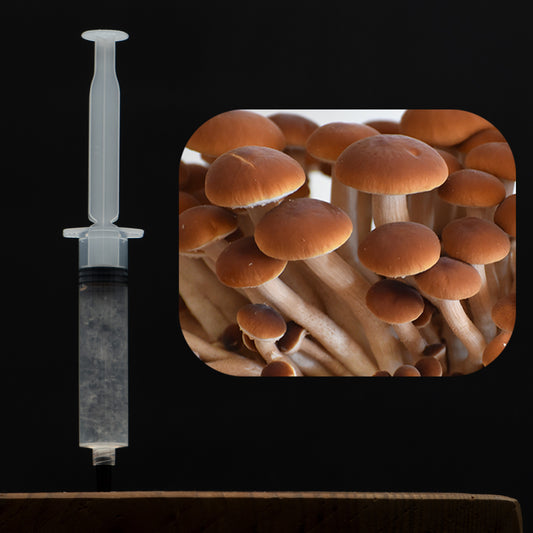 Pioppino Mushroom Liquid Culture Syringe
