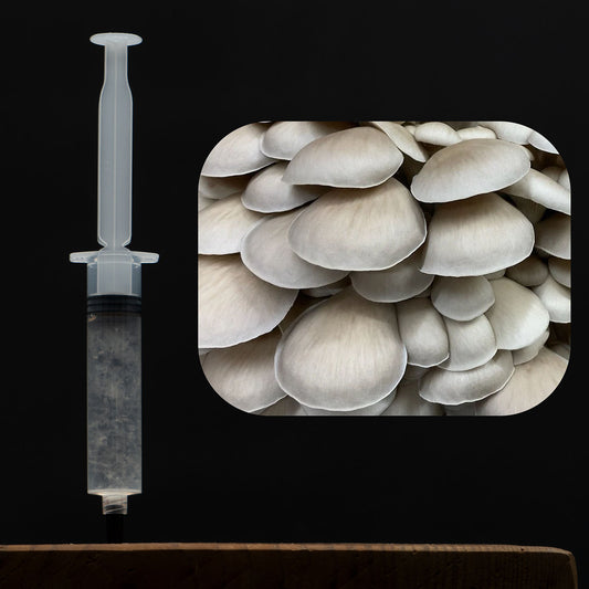 Princess Pearl Oyster Mushroom Liquid Culture Syringe