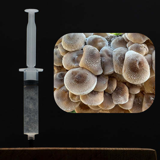 Shiitake Mushroom Liquid Culture Syringe